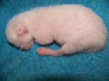 MTG-Fell-Genetik-kitten-5-Tage