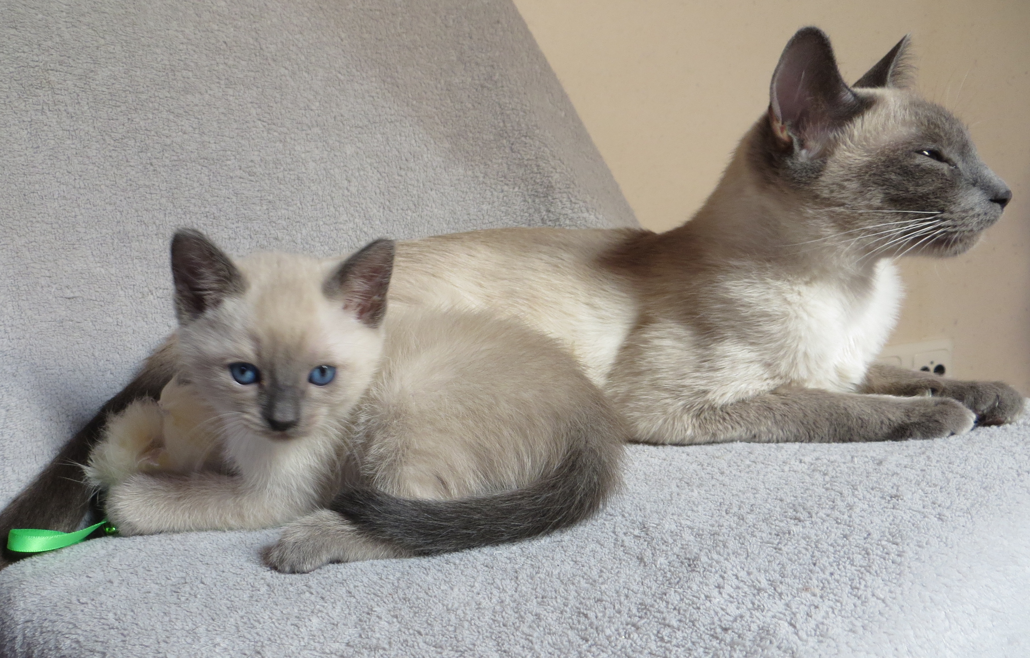 blue point Kitten Cattery Union "Magic Thai Goblin's"