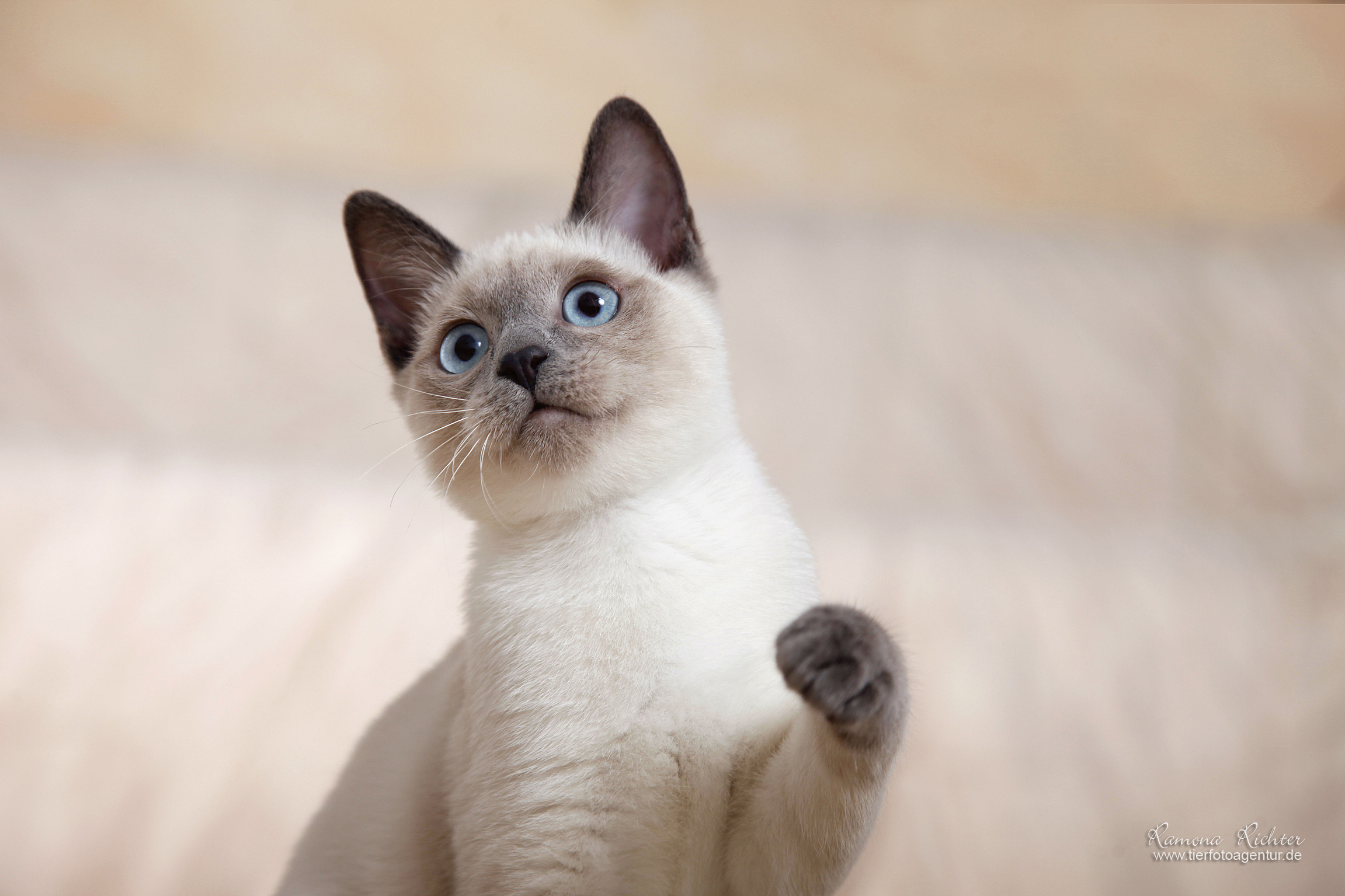 Magic Thai Goblin’s Papagenoblue pointKitten Cattery Union "Magic